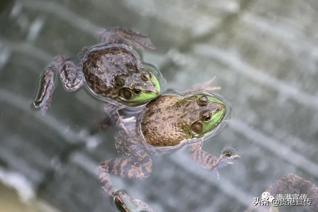 厉害藤县成功签约26亿元项目,厉害这个村凭一条虾走上了致富路