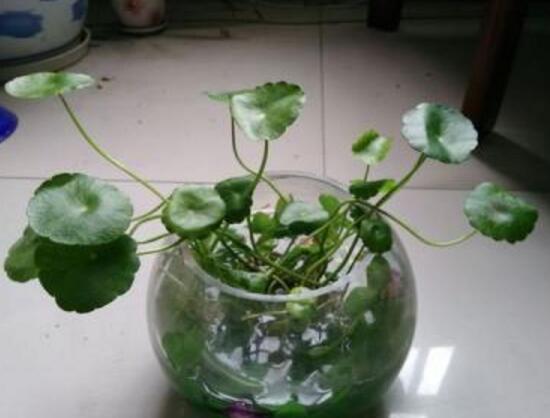 铜钱草烂根的原因,铜钱草烂根的原因及解决方法