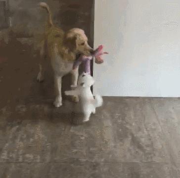 博美被宠坏后的征兆,博美为什么突然变乖了很多