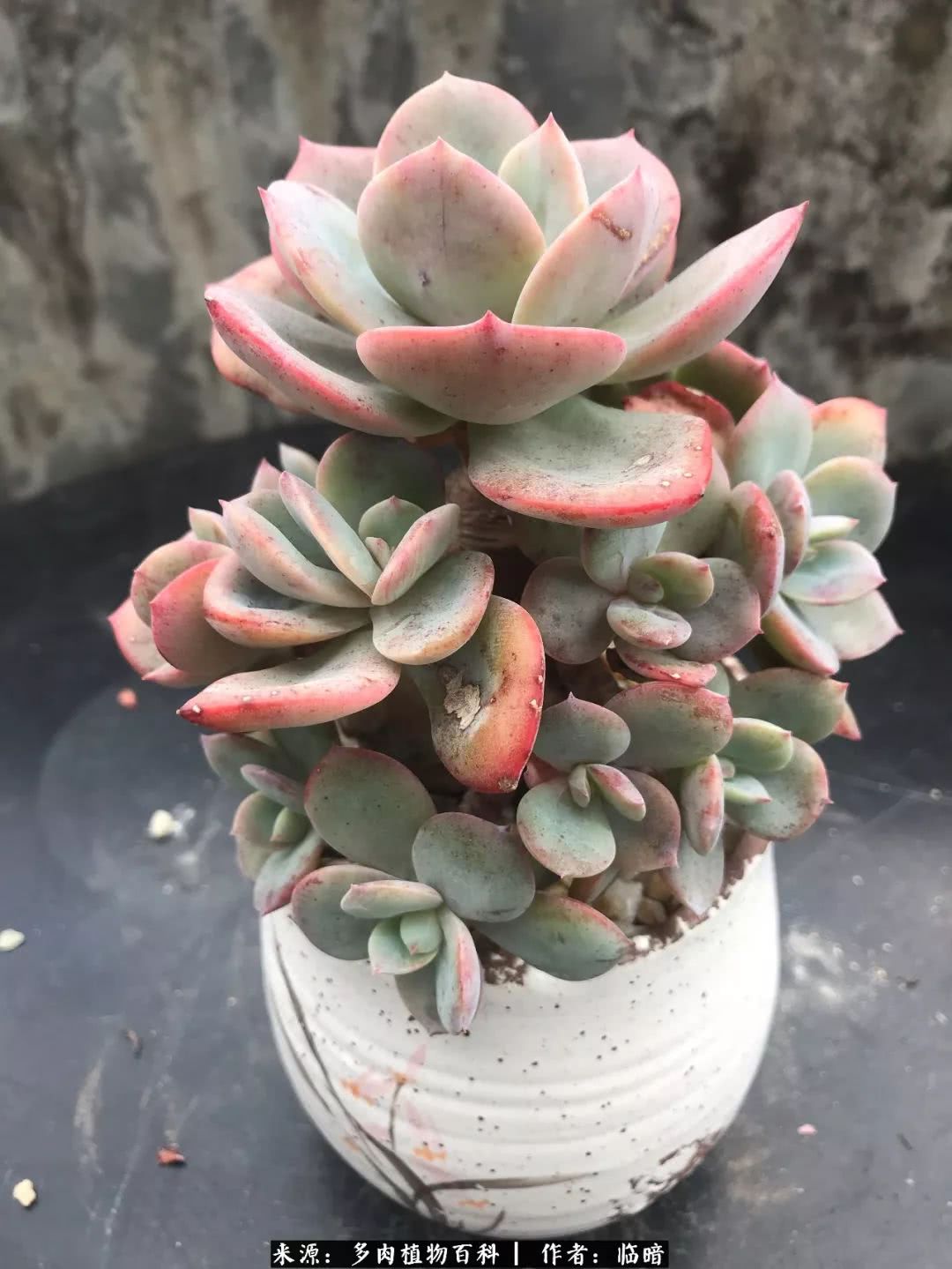 多肉带给我的感情,多肉给人们带什么作用