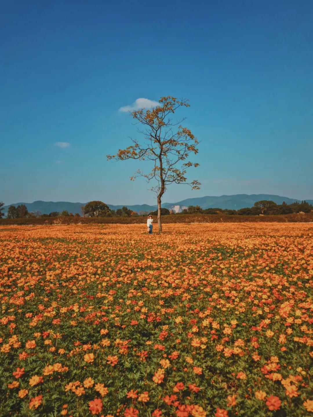 秋天杭州冷门但好看的景点,杭州赏秋景最好的地方