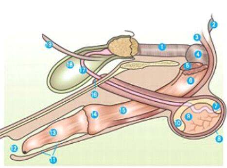 公狗狗不育怎么回事,公狗狗的生殖系疾病