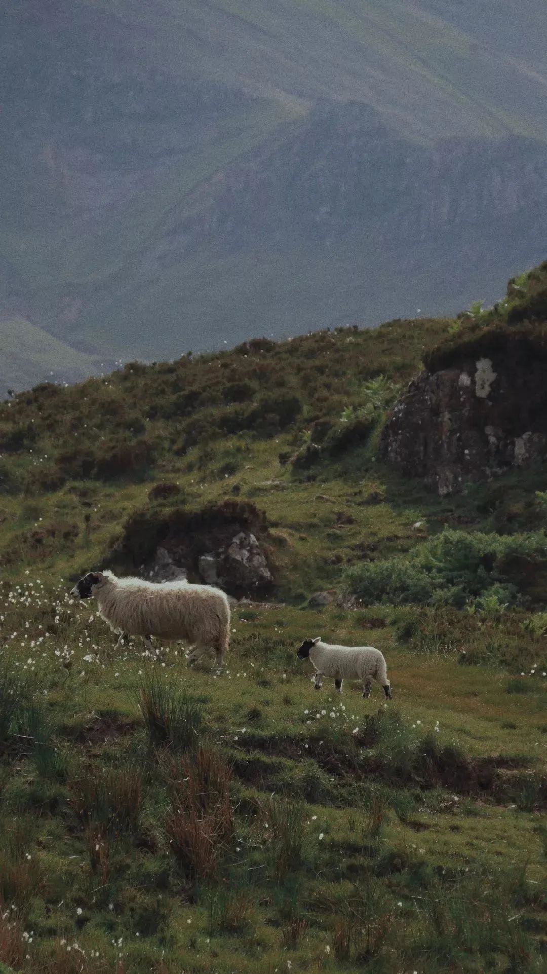 谷爱凌图片高清壁纸,周杰伦图片高清壁纸