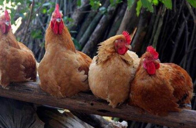 鸡预防呼吸道病用什么中药方剂,治疗鸡呼吸道的中药有哪些