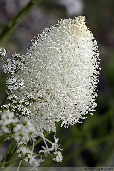 最好记的花名大全,很难得一见的花