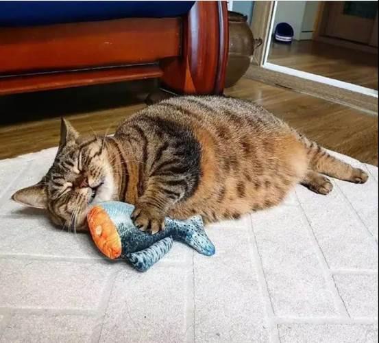 猫中最厉害的是橘猫吗,最胖的猫排名前十