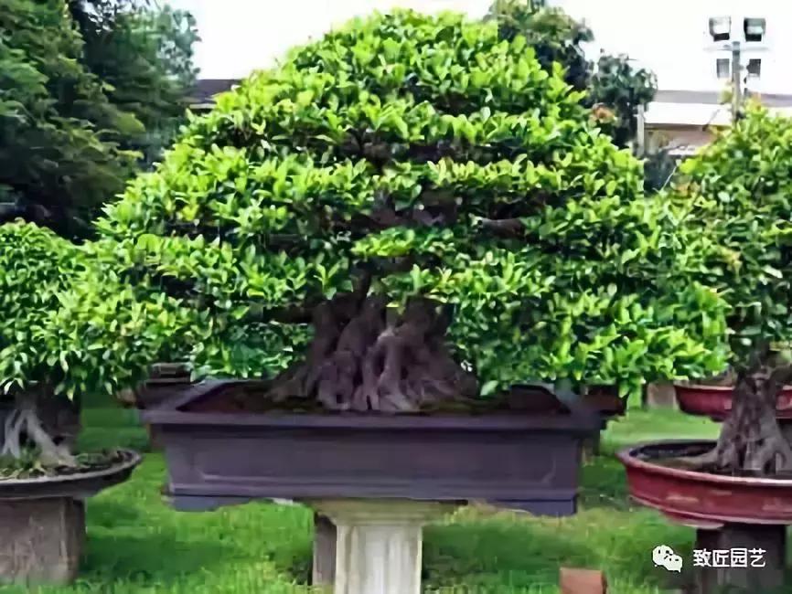 提根盆景造型大全大图,漂亮的提根盆景图片