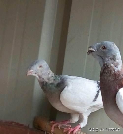 赛鸽鸽子打虫药有哪些,赛鸽鸽子羽毛有虫怎么治