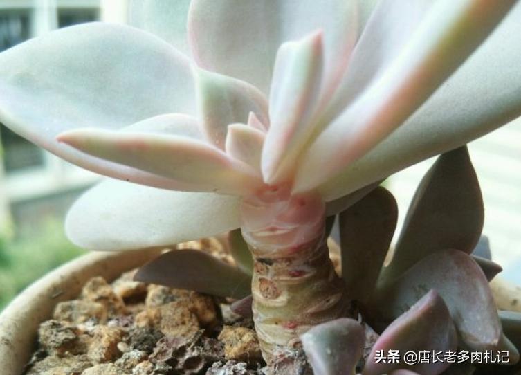 多肉初恋叶子掉落,多肉初恋叶片一碰就掉怎么办