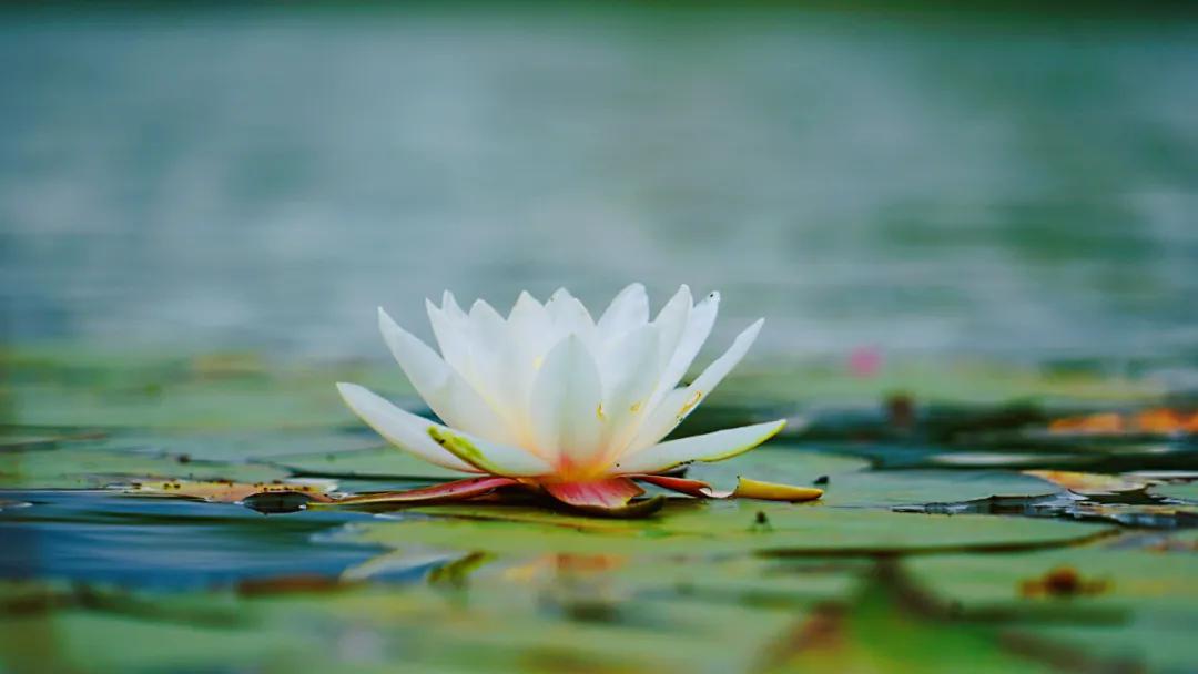 睡莲清心寡欲图片,睡莲夏日清欢