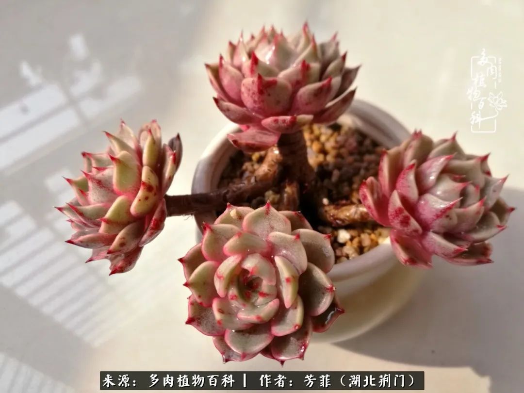 我的桃源：多肉之美，日甚一日，年胜一年