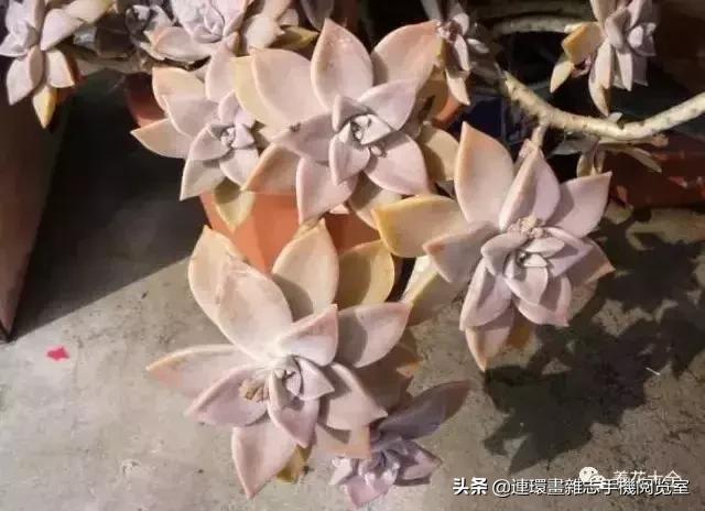 365种多肉图谱大全,365种鲜花图册大全