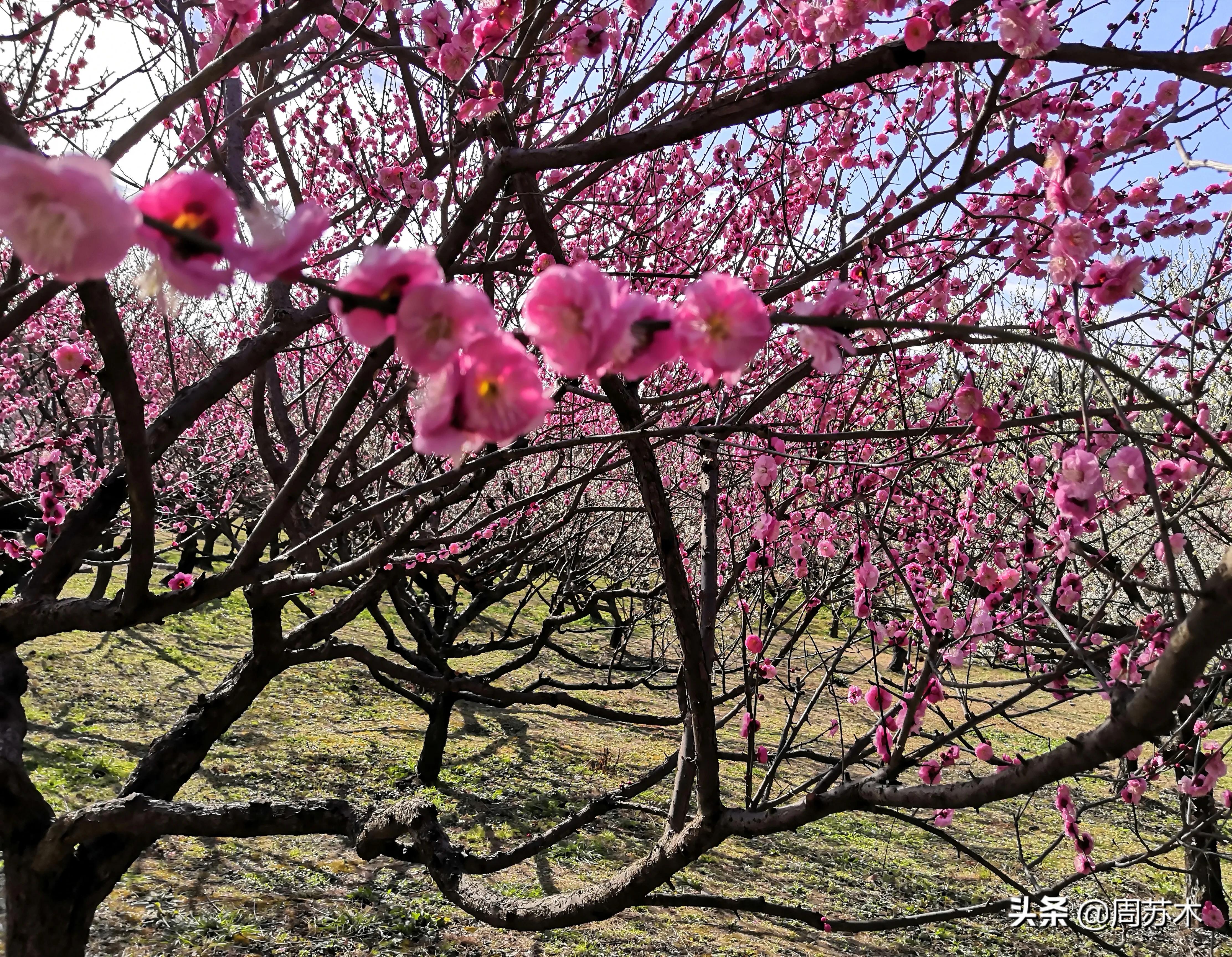 赏梅胜地图片,苏州香雪村赏梅最佳时间