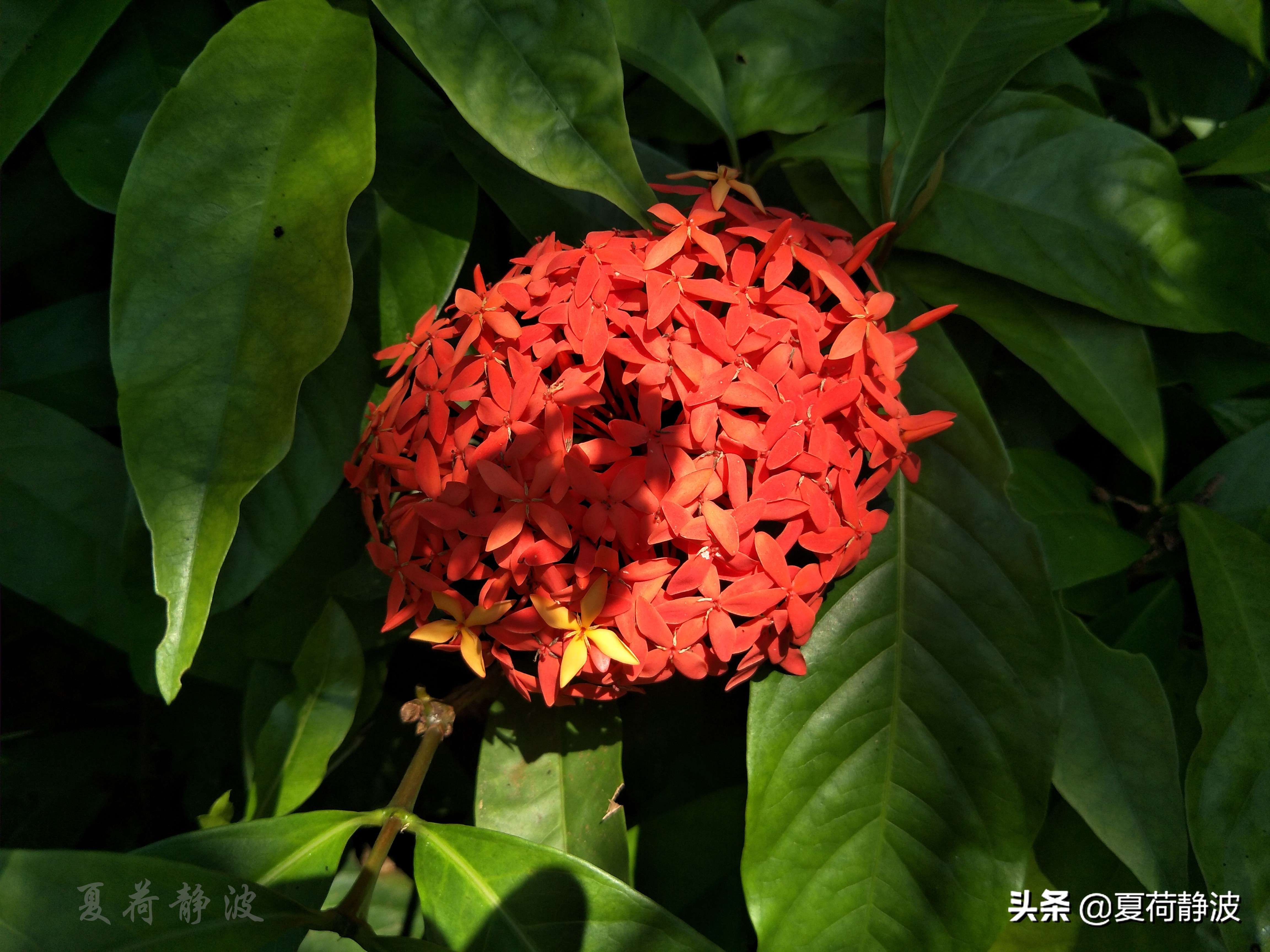 兴隆热带植物园攻略,万宁兴隆热带植物园