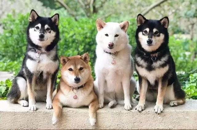 养狗之前看性格,养狗前必看