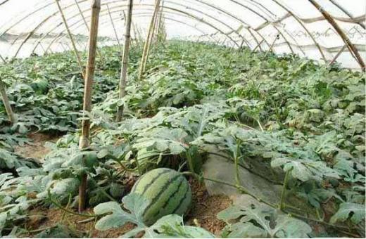 8424西瓜吊蔓种植的方法和技术,麒麟西瓜8424露天种植方法和管理