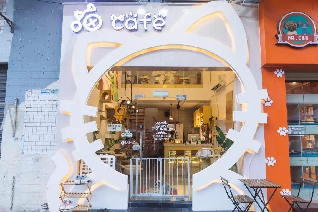 适合带猫咪下午茶好去处,佛山南海区猫咪推荐