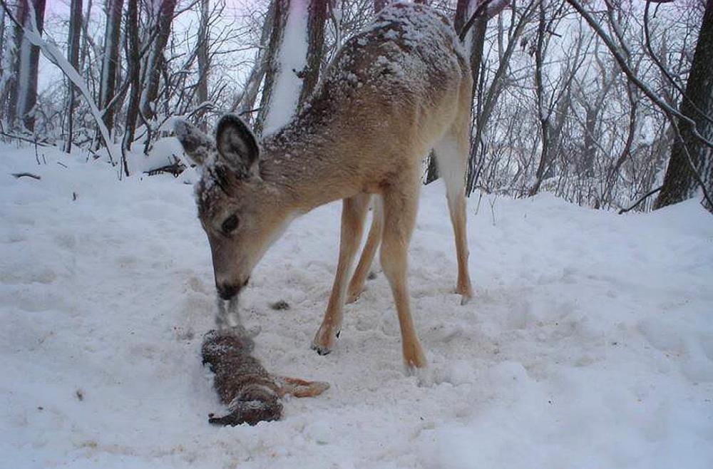 猪吃毒蛇为什么不会中毒,猪吃蛇不被毒蛇咬吗
