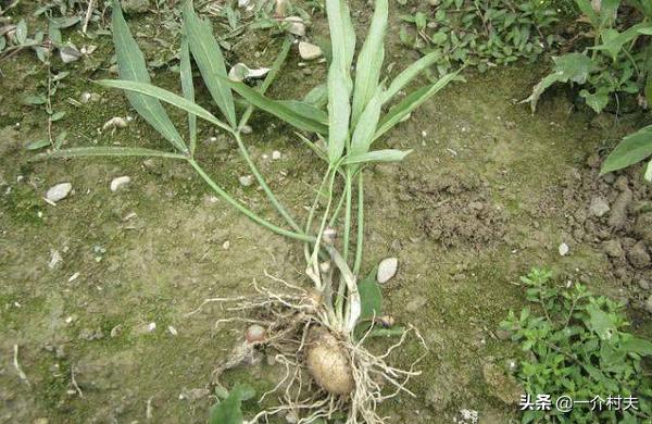 玉米地一种常见野草,农民见了就拔,却不知其比玉米贵50倍