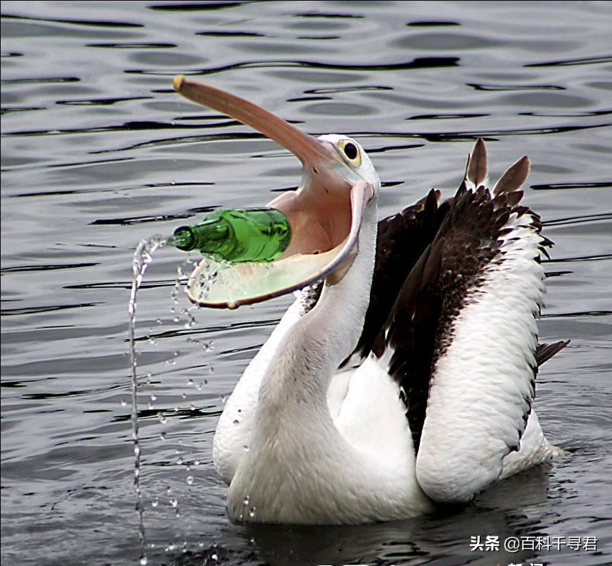 鹈鹕吞猎物到肚子里是怎么样的,鹈鹕会吞掉同类吗