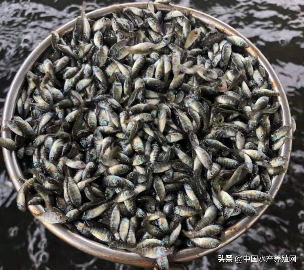 贸易战对罗非鱼影响,中美贸易战对商品价格影响