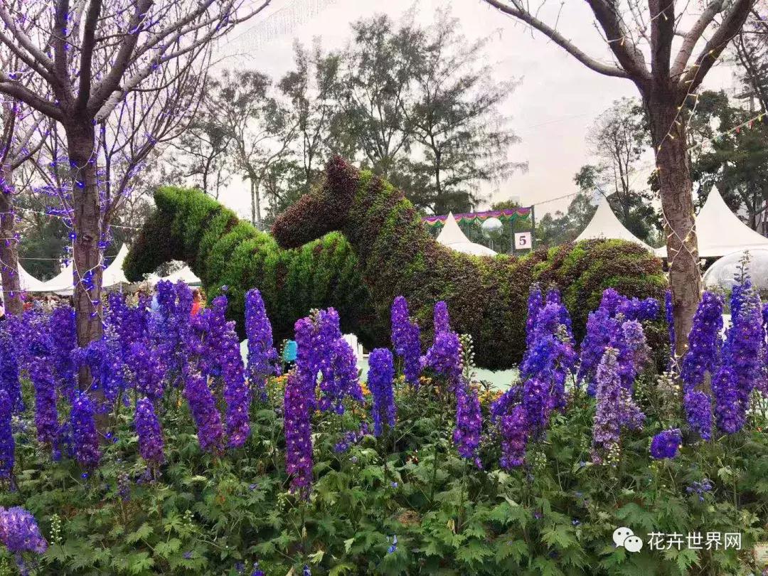 香港花卉艺术展,共赴盛会活动