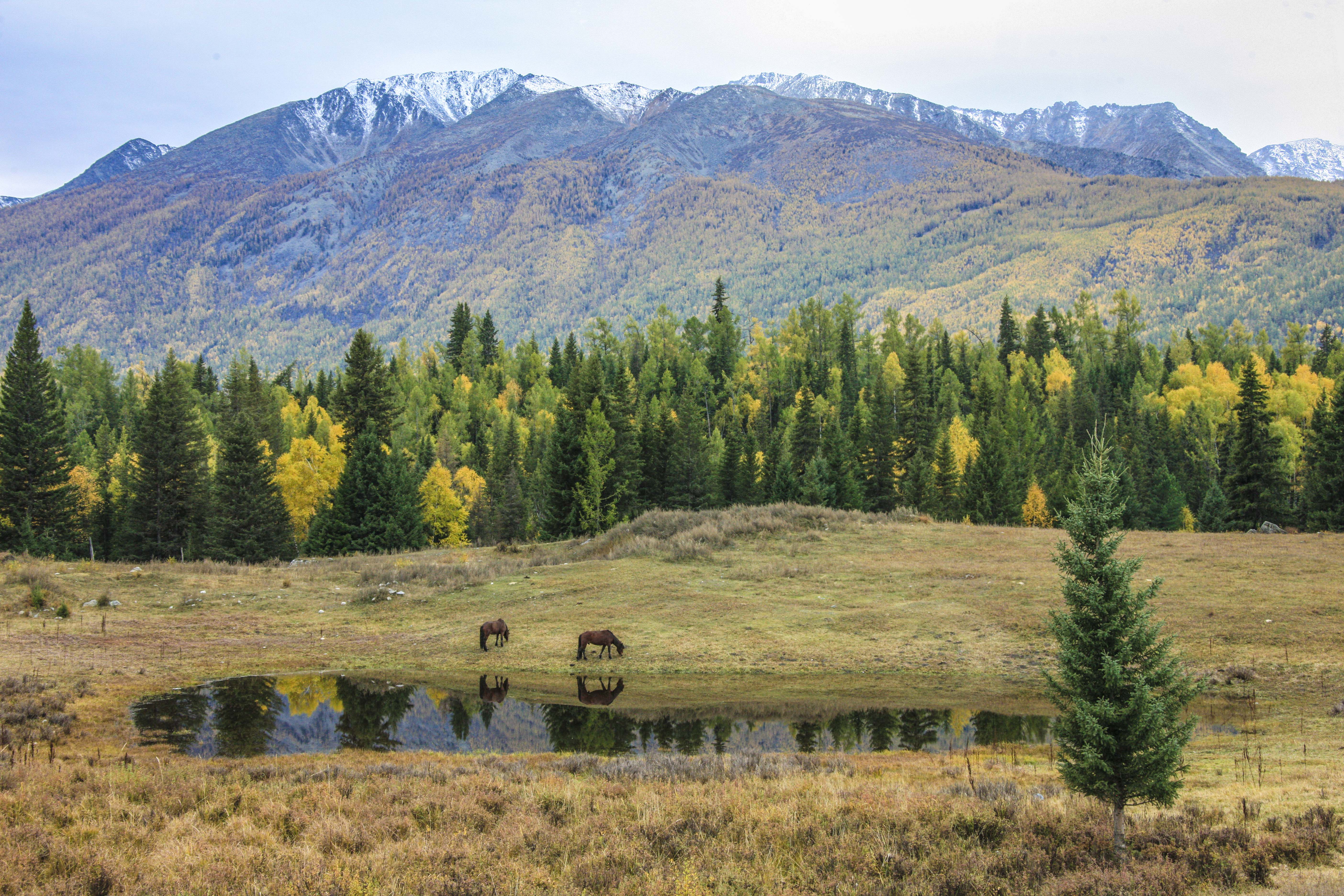 绮丽的原生态牧场,秀美善良的哈萨克姑娘,我的*疆新**南山牧场艳遇