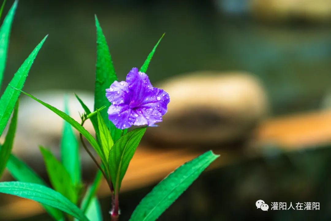 桂林周边村寨,桂林市乡野休闲山庄