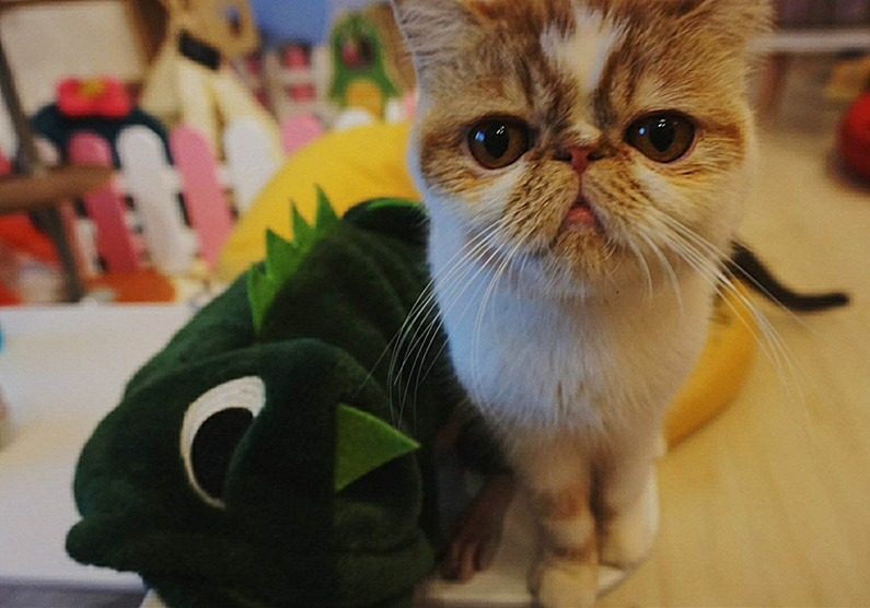 辟谣猫咪并非黑夜都能看得清,猫咪假孕结果真孕