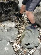 海象为何集体跳下悬崖全过程,海象集体坠崖有改善吗