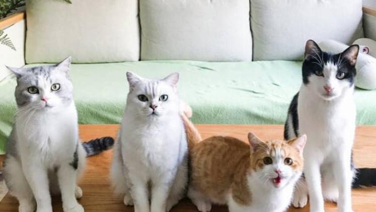 后院猫舍领养猫,养猫后院