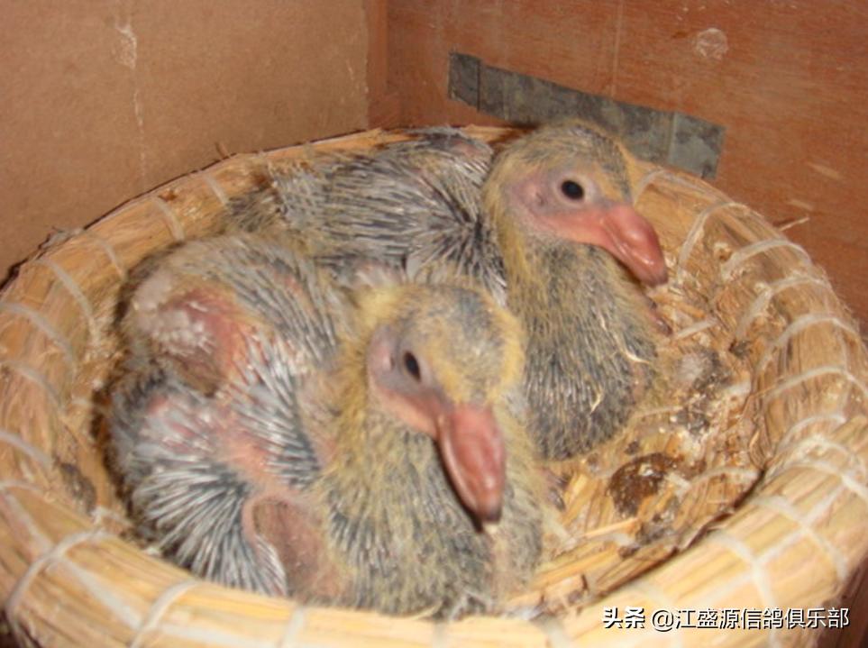 新手养鸽技巧视频教程,老手养鸽子