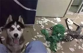 都说哈士奇不能当警犬，但有民警偏要试一试