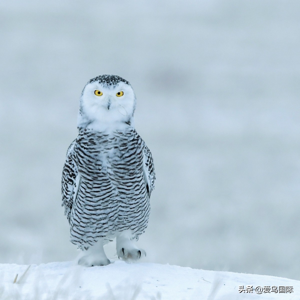 观鸟作品,观鸟优秀作品