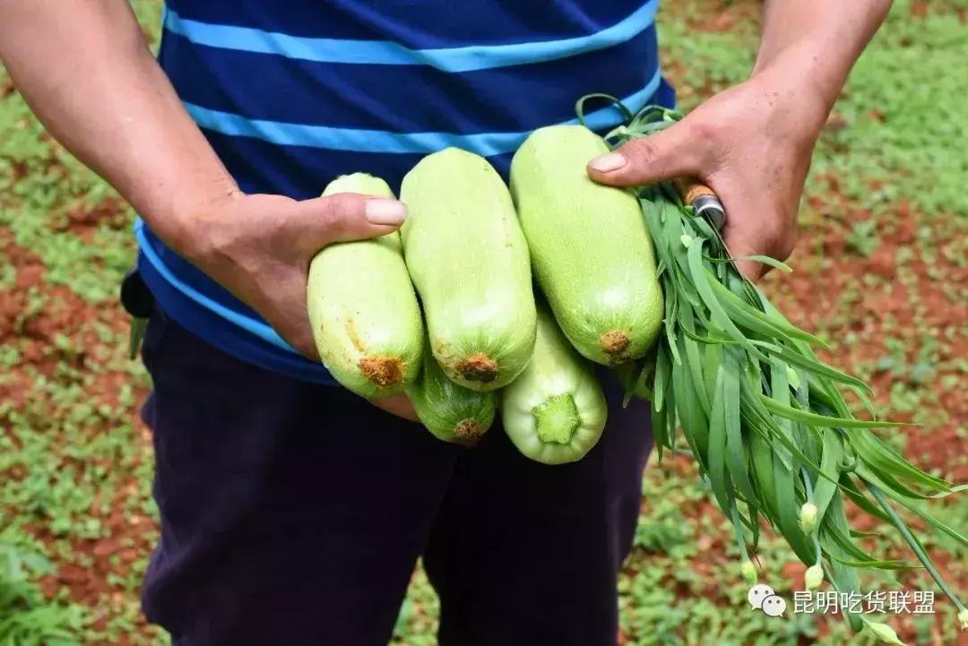 昆明采摘一日游,昆明采摘游