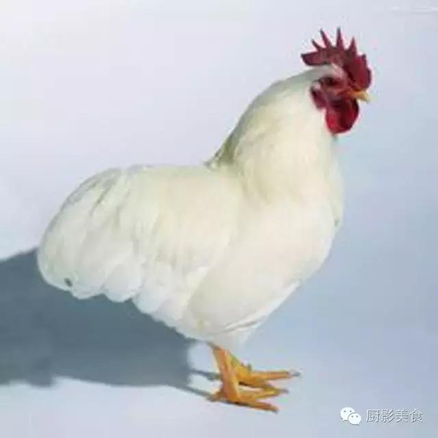 全世界的鸡都在这了，有你认识的吗？