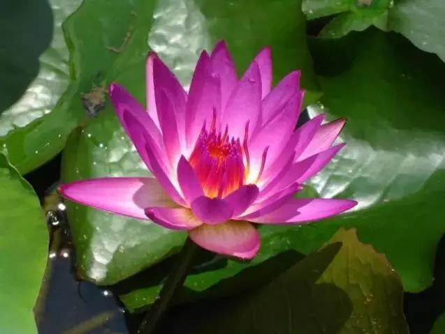 十大名贵花卉图片大全,十大名贵花卉家庭盆栽易养活的花