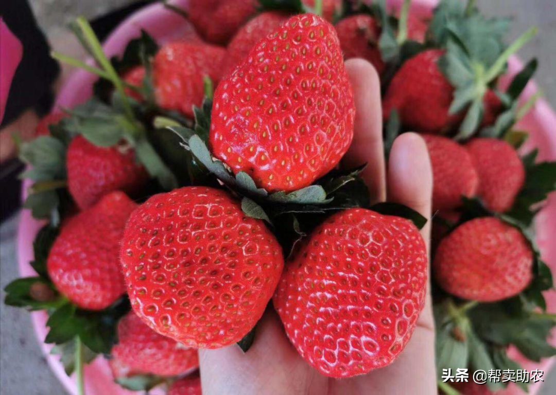 比车厘子还好的水果,比车厘子小的水果