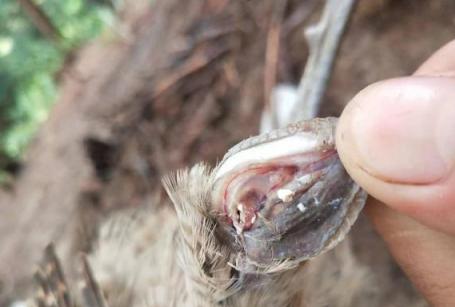 鸡双腿站不稳是什么病,鸡子走路摇晃站立不稳是什么病