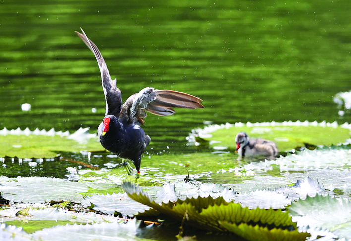 红冠水鸡喜欢生活在什么地方,红冠野生水鸡