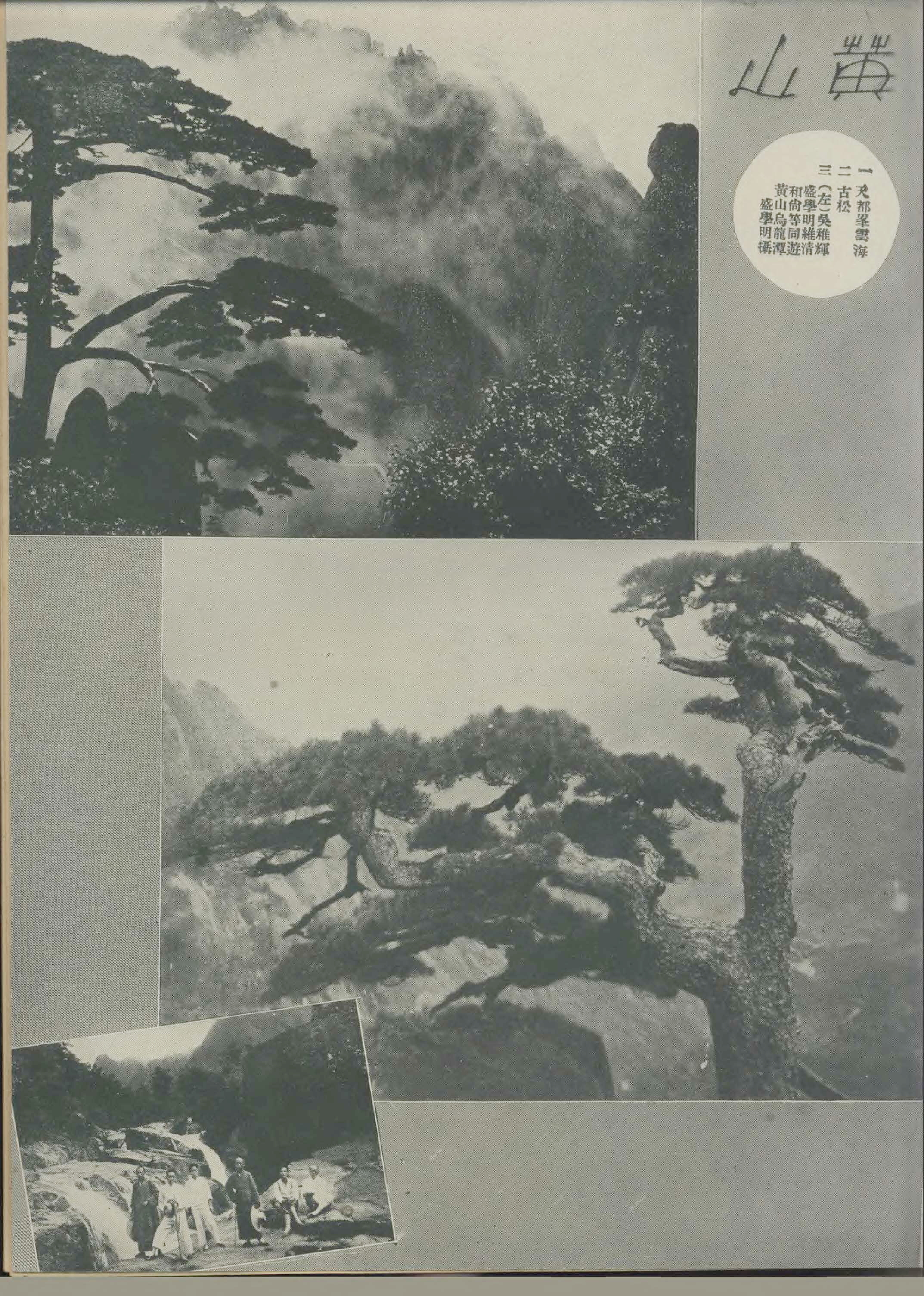 贵宾迎客松的真假辨别方法,黄山迎客松真假