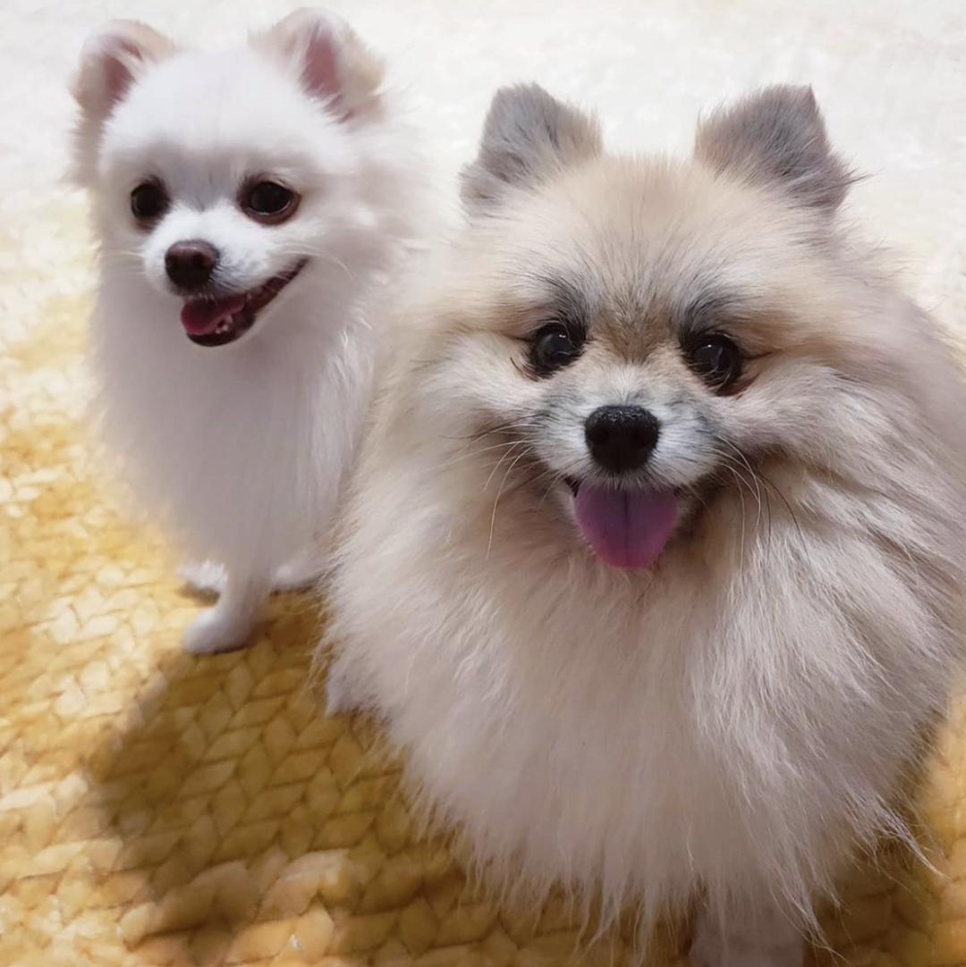 萌犬犬种,萌犬二十种名称