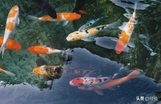 锦鲤吃什么食物通便,锦鲤吃什么食物几天喂一次