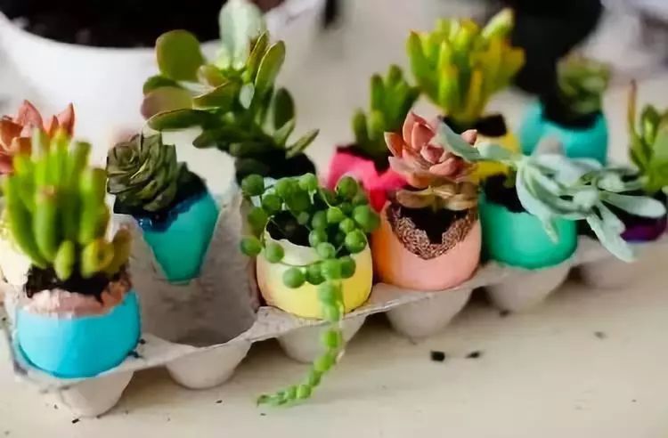 室雅何须大，花香不在多，在小屋里赏花种草，把日子过得刚刚好