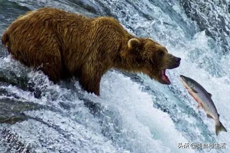 挪威三文鱼怎么挑新鲜,你吃的三文鱼是三文鱼吗