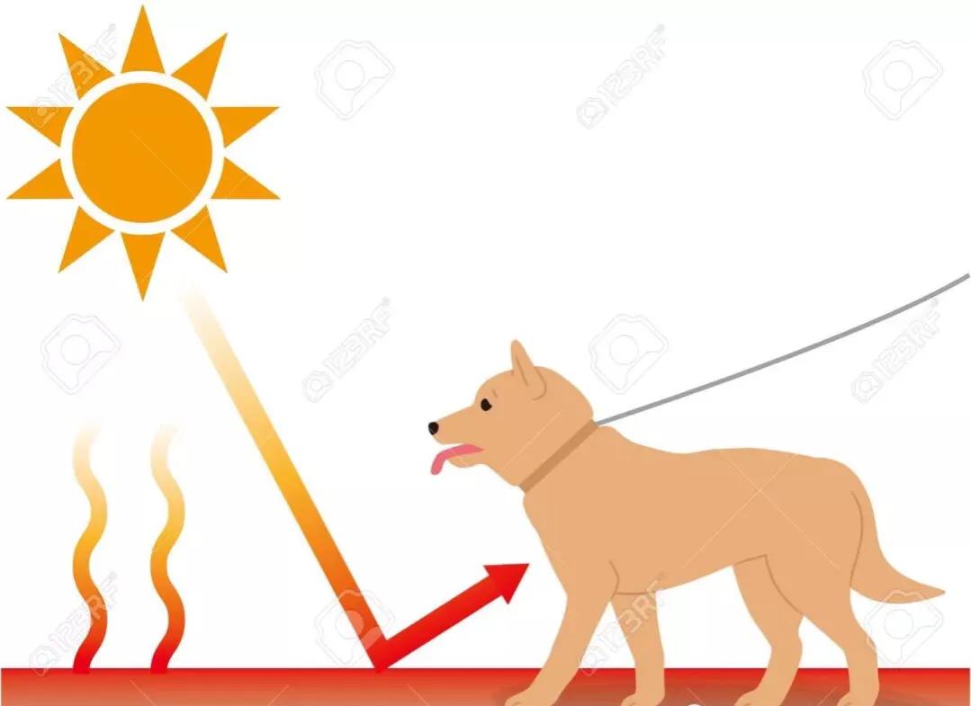 炎热夏季、爱宠如何避免中暑