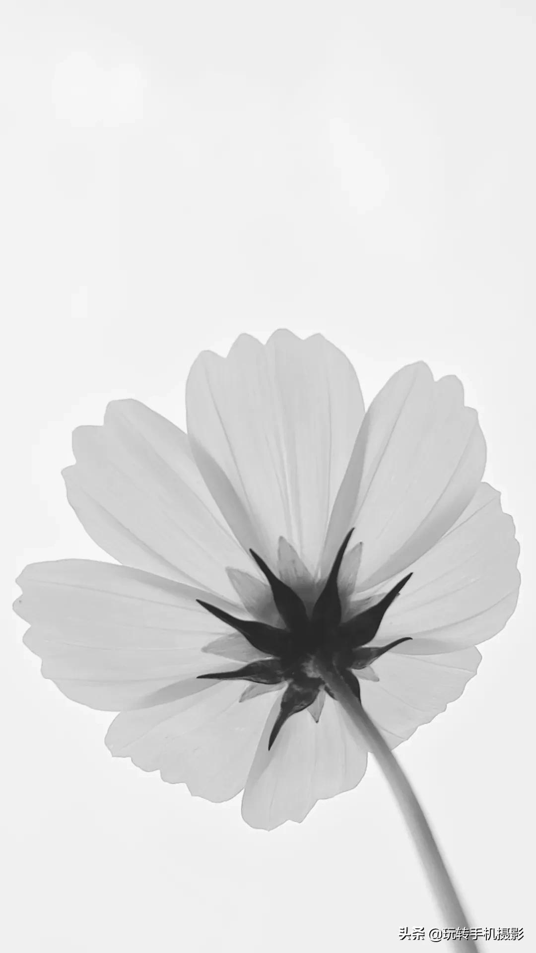 怎么拍花做壁纸,壁纸对花方法