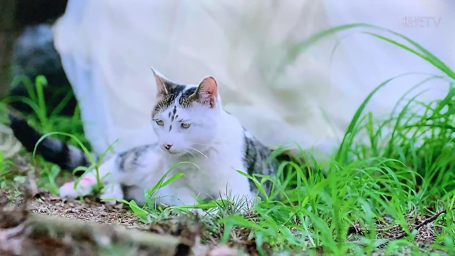 盘点猫咪高能名场面 (猫咪10大最萌镜头)