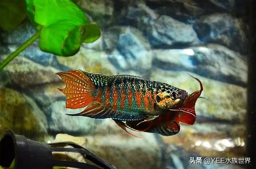 新手缸养国斗,新手养国斗