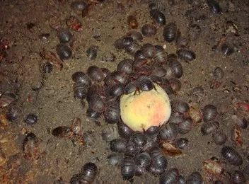 2022年土元养殖前景,土元养殖技术视频